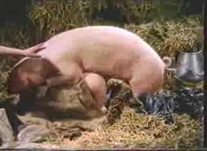 Video :Pig porn of two sluts takes turns on having sex with pig